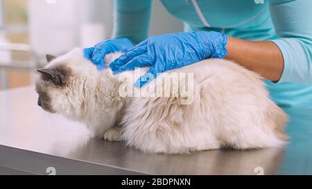 Vétérinaire professionnel examinant un beau chat de cheveux longs sur la table d'examen Banque D'Images