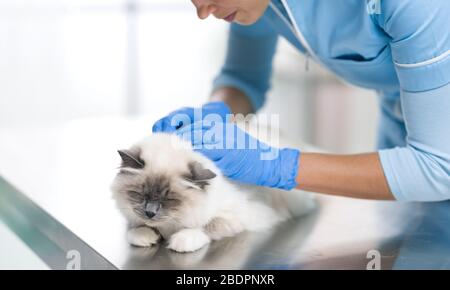 Vétérinaire professionnel examinant un beau chat de cheveux longs sur la table d'examen Banque D'Images