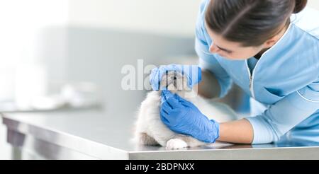 Vétérinaire professionnel examinant un beau chat de cheveux longs à la clinique vétérinaire, le concept de santé d'animal de compagnie Banque D'Images