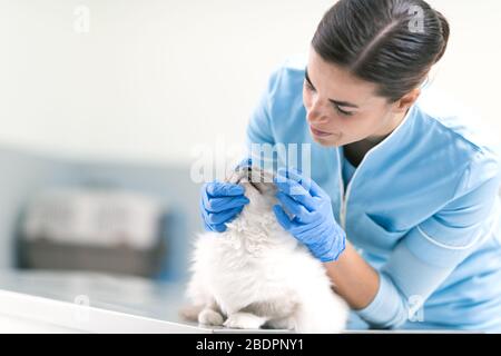 Vétérinaire professionnel examinant un beau chat de cheveux longs à la clinique vétérinaire, le concept de santé d'animal de compagnie Banque D'Images