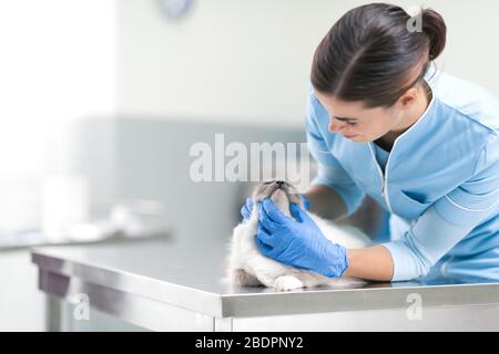 Vétérinaire professionnel examinant un beau chat de cheveux longs à la clinique vétérinaire, le concept de santé d'animal de compagnie Banque D'Images