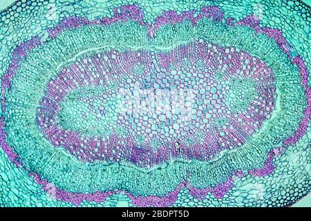 Tige de fruits en chêne en coupe 100 fois Banque D'Images