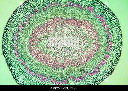 Tige de fruits en chêne en coupe 100 fois Banque D'Images