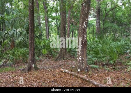 Forêt tropicale. Réserve de Halpata Tastanaki. Dunnellon, Floride. Comté de Marion, Floride. Banque D'Images