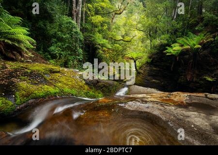 Forêt pluviale tempérée dans la réserve de Liffey Valley. Banque D'Images