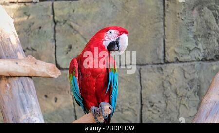 Perroquet ara rouge assis sur une branche Banque D'Images