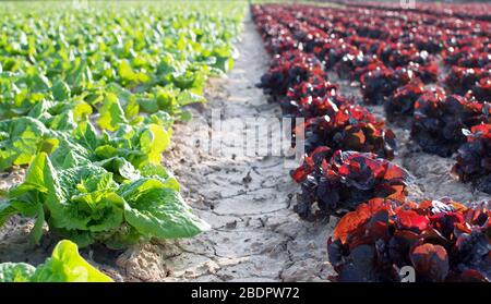 Perspective des feuilles de lettuces rouges et vertes dans une rangée de plantations agricoles en Espagne. Légumes biologiques. Scène du champ agricole des lettuces g Banque D'Images