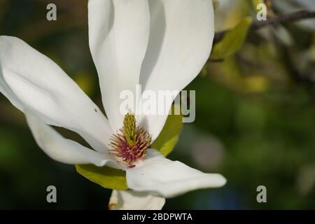 Fleur blanche Banque D'Images