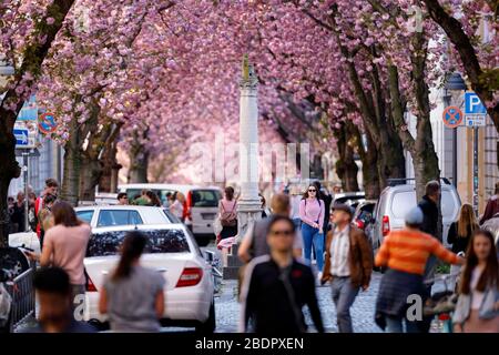 En raison du virus corona, la ville de Bonn bloque la floraison des cerisiers pour les visiteurs. Bonn, 8 avril 2020 | utilisation dans le monde entier Banque D'Images