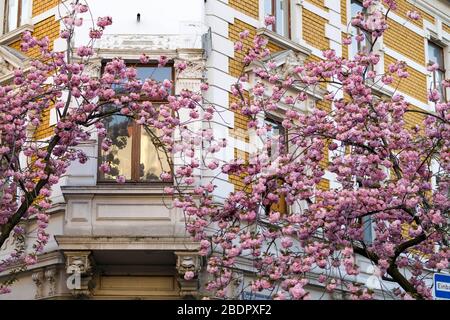 En raison du virus corona, la ville de Bonn bloque la floraison des cerisiers pour les visiteurs. Bonn, 8 avril 2020 | utilisation dans le monde entier Banque D'Images