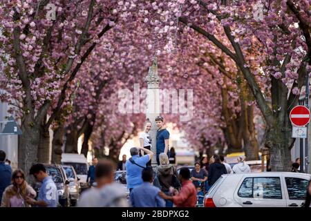 En raison du virus corona, la ville de Bonn bloque la floraison des cerisiers pour les visiteurs. Bonn, 8 avril 2020 | utilisation dans le monde entier Banque D'Images