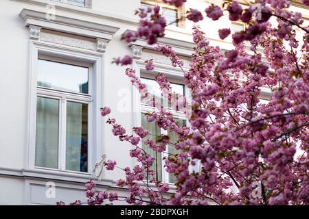 En raison du virus corona, la ville de Bonn bloque la floraison des cerisiers pour les visiteurs. Bonn, 8 avril 2020 | utilisation dans le monde entier Banque D'Images