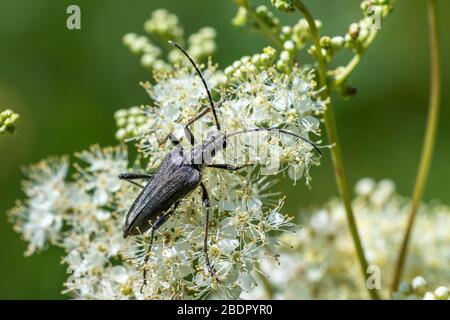 Dichtbehbegarter Halsbock (Lepturoposca virens) Banque D'Images