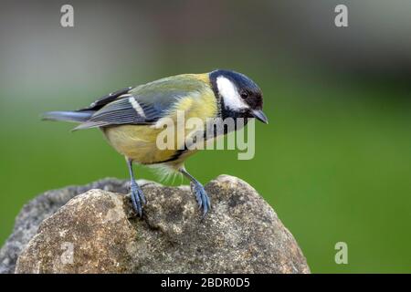 Kohlmeise (Parus major) suis Vogelbad Banque D'Images