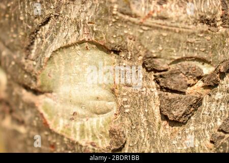 Arbre Bark texture robuste arrière-plan Macro stock photo image Banque D'Images