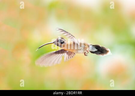 Un petit oiseau-colibris Hermit plantant sur une journée bien éclairée au soleil avec des fleurs orange floues en arrière-plan. Banque D'Images