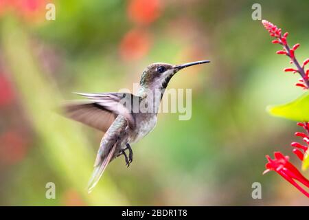 Une femelle Ruby Topaz colibri planant dans l'air avec le feuillage tropical flou en arrière-plan et la lumière naturelle du soleil. Banque D'Images