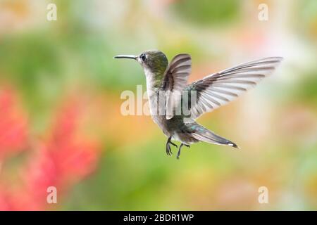 Une femelle Ruby Topaz colibri planant dans l'air avec le feuillage tropical flou en arrière-plan et la lumière naturelle du soleil. Banque D'Images