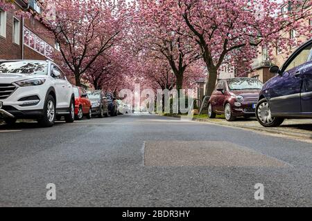 Krefeld - vue sur la floraison des cerisiers au printemps, Rhénanie du Nord-Westphalie, Allemagne, 09.04.2020 Banque D'Images