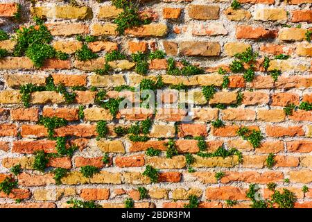 Ancien mur de briques avec pousses de plantes - texture Banque D'Images