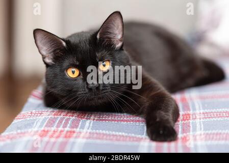 Chat domestique noir posé sur le lit dans la chambre Banque D'Images