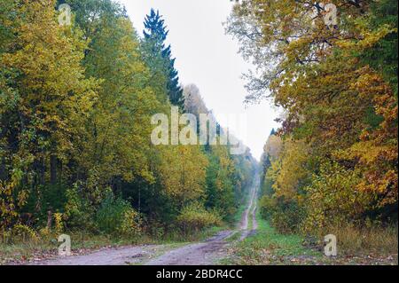 La hêtraie en automne, les arbres avec des feuilles jaunies sur la route Banque D'Images