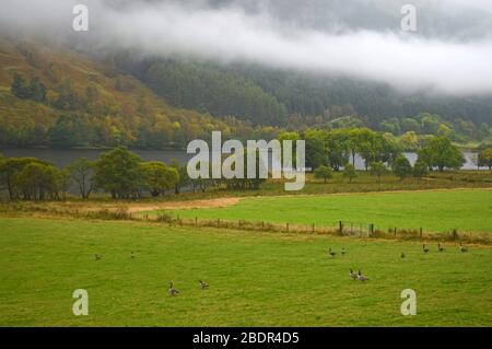 Bernaches du Canada sur le terrain, aux côtés du loch voil balquhidder stirling Banque D'Images