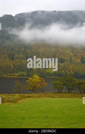 Bernaches du Canada sur le terrain, aux côtés du loch voil balquhidder stirling Banque D'Images