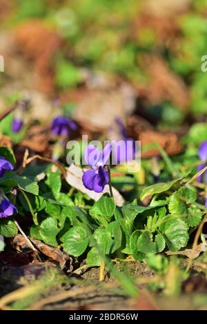 Viola odorata ou violet de bois, couleur bleue au début du printemps Banque D'Images