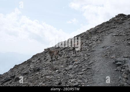 Ibex sur la montagne Rocciamelone à valsusa Banque D'Images