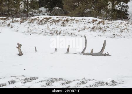 Figure abstraite arbre neige sur la rive d'hiver. Banque D'Images