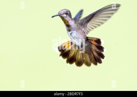 Une femelle Ruby Topaz (Chrysolampis moustiques) colibri planant dans l'air avec un fond Uni. Banque D'Images