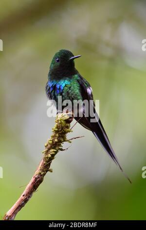 Vert Thorntail dans la forêt de nuages du Costa Rica Banque D'Images