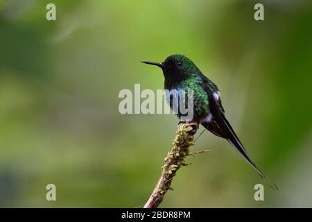 Vert Thorntail dans la forêt de nuages du Costa Rica Banque D'Images