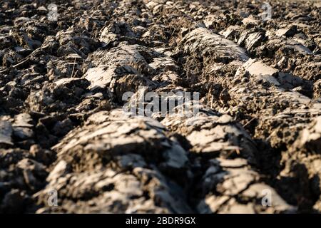 Gros morceaux de terre d'argile provenant d'un champ labouré éclairé par la lumière du soleil sur un champ agricole, Pays-Bas Banque D'Images