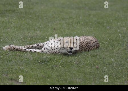 paresseux guépard au zoo Banque D'Images