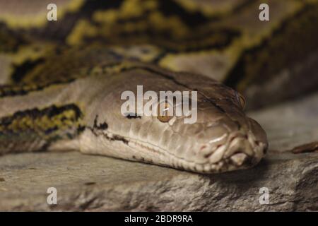 Python potrait au zoo Banque D'Images