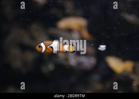 Pêcher à l'Aquarium de Gênes Banque D'Images