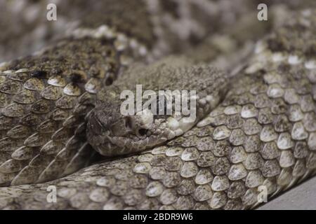 Potrait de serpent au zoo Banque D'Images