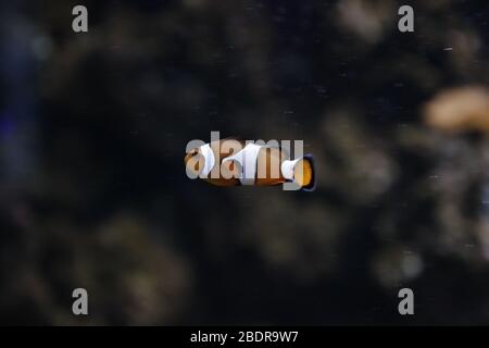 Pêcher à l'Aquarium de Gênes Banque D'Images