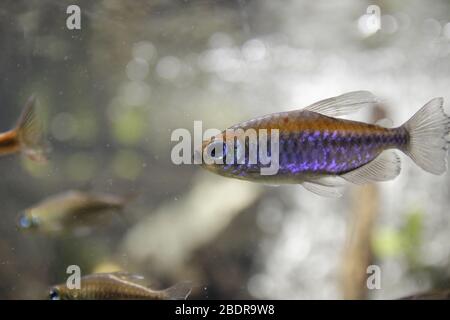 Pêcher à l'Aquarium de Gênes Banque D'Images