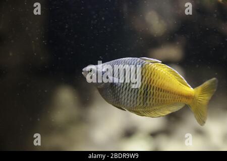 Pêcher à l'Aquarium de Gênes Banque D'Images
