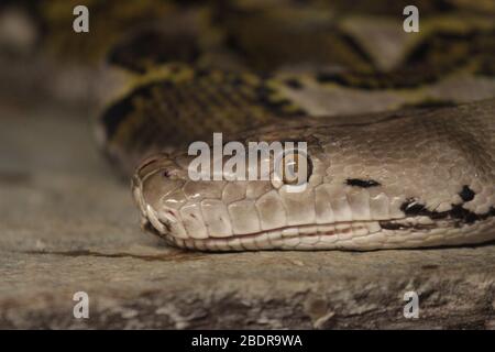 Python potrait au zoo Banque D'Images