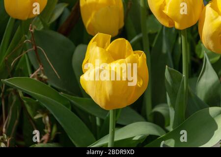 vue rapprochée des gouttelettes d'eau sur une magnifique tulipe jaune vif Banque D'Images
