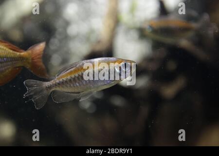 Pêcher à l'Aquarium de Gênes Banque D'Images