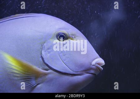 Pêcher à l'Aquarium de Gênes Banque D'Images