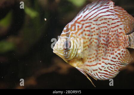 Pêcher à l'Aquarium de Gênes Banque D'Images