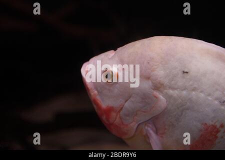 Pêcher à l'Aquarium de Gênes Banque D'Images
