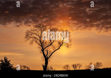 Silhouette d'un arbre sans feuilles contre un sunbeam lever du soleil et des nuages sombres. Banque D'Images