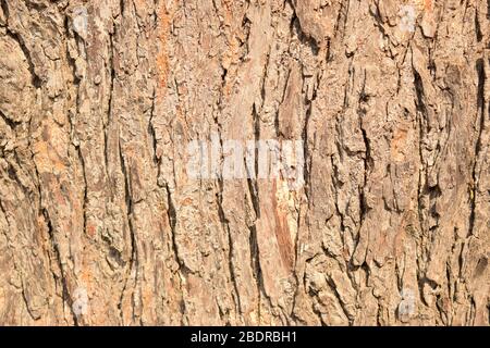 Branche sèche noeuds texture gros plan Macro stock Photographie image Banque D'Images